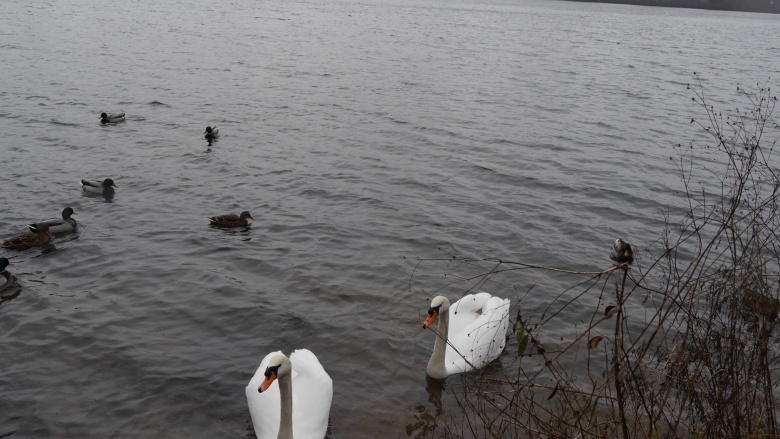 Wir kümmern uns um die Betreuung der Schwäne auf dem See Wir kümmern uns um die Betreuung der Schwäne auf dem See
