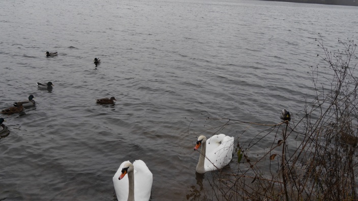 Wir kümmern uns um die Betreuung der Schwäne auf dem See